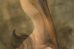 Leda